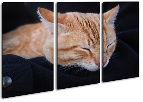 deyoli goldig schlafende Katze im Format: 3-teilig 120x80 als Leinwand, Motiv fertig gerahmt auf Echtholzrahmen, Hochwertiger Digitaldruck mit Rahmen, Kein Poster oder Plakat