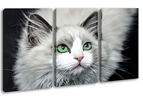 deyoli Weiße Katze mit grünen Augen im Format:...