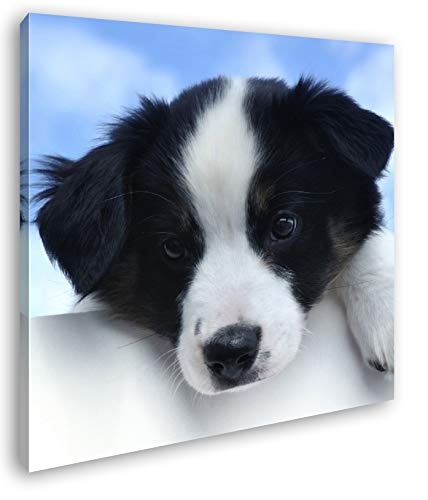 deyoli süßer Australischer Schäferhund Format: 40x40 als Leinwand, Motiv fertig gerahmt auf Echtholzrahmen, Hochwertiger Digitaldruck mit Rahmen, Kein Poster oder Plakat