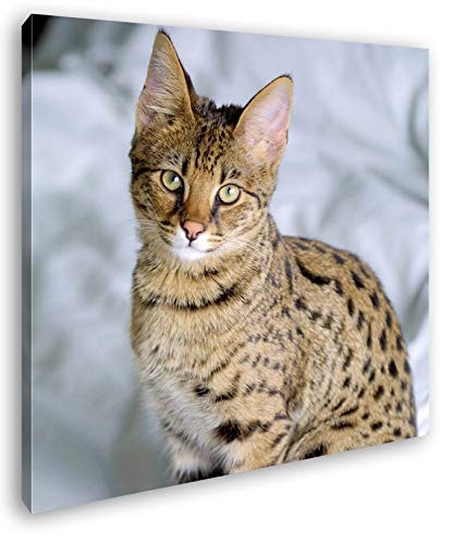 deyoli süße Savannah Katze Format: 70x70 als...