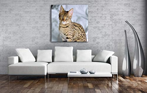 deyoli süße Savannah Katze Format: 70x70 als Leinwand, Motiv fertig gerahmt auf Echtholzrahmen, Hochwertiger Digitaldruck mit Rahmen, Kein Poster oder Plakat