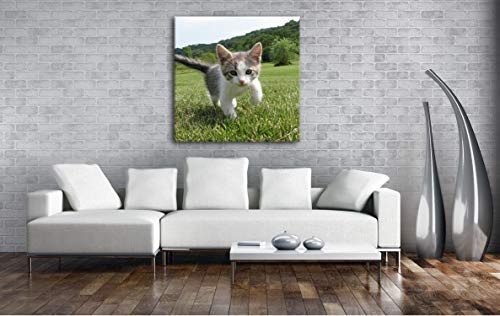 drollig spielende Katze Format: 40x40 als Leinwand, Motiv fertig gerahmt auf Echtholzrahmen, Hochwertiger Digitaldruck mit Rahmen, Kein Poster oder Plakat