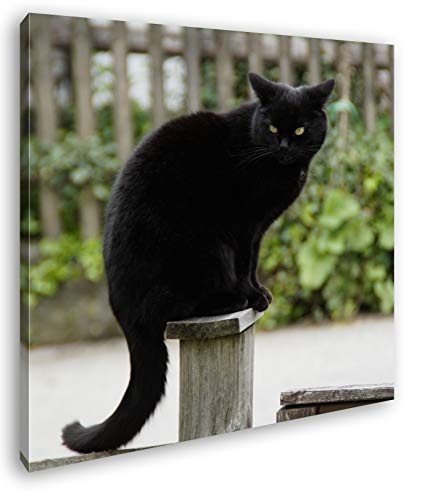 deyoli thronende Schwarze Katze Format: 60x60 als Leinwand, Motiv fertig gerahmt auf Echtholzrahmen, Hochwertiger Digitaldruck mit Rahmen, Kein Poster oder Plakat