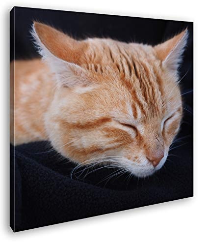 deyoli goldig schlafende Katze Format: 60x60 als...