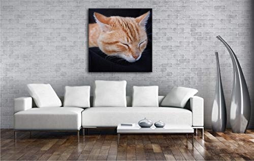 deyoli goldig schlafende Katze Format: 60x60 als Leinwand, Motiv fertig gerahmt auf Echtholzrahmen, Hochwertiger Digitaldruck mit Rahmen, Kein Poster oder Plakat