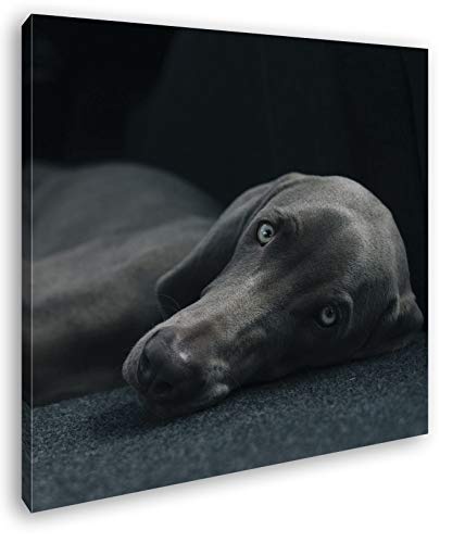 niedlicher treuer Hund auf dem Sofa Format: 60x60 als Leinwand, Motiv fertig gerahmt auf Echtholzrahmen, Hochwertiger Digitaldruck mit Rahmen, Kein Poster oder Plakat