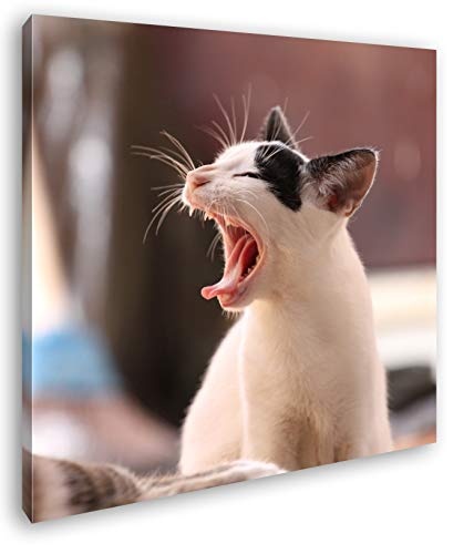 drollige Katze beim gähnen Format: 60x60 als Leinwand, Motiv fertig gerahmt auf Echtholzrahmen, Hochwertiger Digitaldruck mit Rahmen, Kein Poster oder Plakat