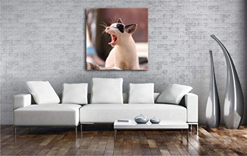 drollige Katze beim gähnen Format: 60x60 als Leinwand, Motiv fertig gerahmt auf Echtholzrahmen, Hochwertiger Digitaldruck mit Rahmen, Kein Poster oder Plakat