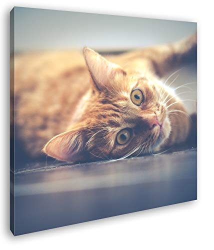deyoli süße verspielte Katze Format: 40x40 als Leinwand, Motiv fertig gerahmt auf Echtholzrahmen, Hochwertiger Digitaldruck mit Rahmen, Kein Poster oder Plakat