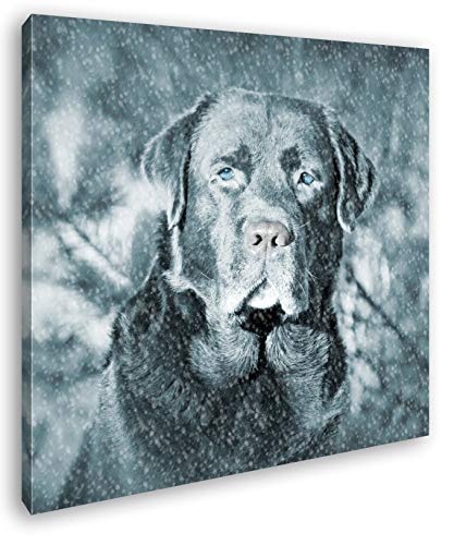 deyoli Hund im Schnee Format: 60x60 als Leinwand, Motiv...
