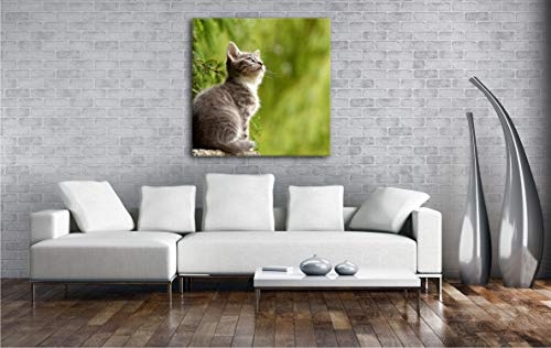 deyoli niedliche Katze Format: 40x40 als Leinwand, Motiv fertig gerahmt auf Echtholzrahmen, Hochwertiger Digitaldruck mit Rahmen, Kein Poster oder Plakat