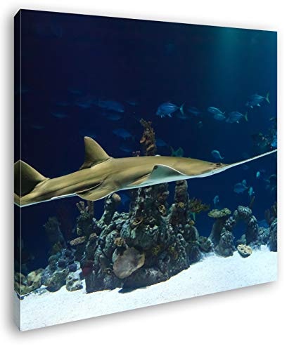 deyoli Großer Sägefisch Format: 40x40 als Leinwand, Motiv fertig gerahmt auf Echtholzrahmen, Hochwertiger Digitaldruck mit Rahmen, Kein Poster oder Plakat