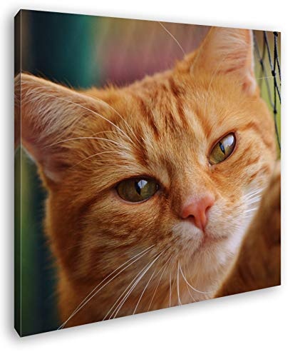 deyoli gefangene Katze Format: 70x70 als Leinwand, Motiv fertig gerahmt auf Echtholzrahmen, Hochwertiger Digitaldruck mit Rahmen, Kein Poster oder Plakat