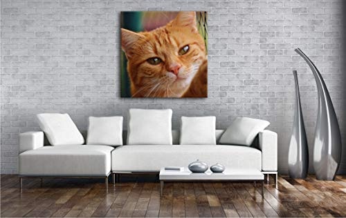 deyoli gefangene Katze Format: 70x70 als Leinwand, Motiv fertig gerahmt auf Echtholzrahmen, Hochwertiger Digitaldruck mit Rahmen, Kein Poster oder Plakat