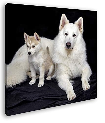 deyoli Edler weißer Hund Format: 60x60 als Leinwand, Motiv fertig gerahmt auf Echtholzrahmen, Hochwertiger Digitaldruck mit Rahmen, Kein Poster oder Plakat