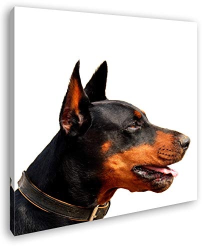deyoli Portrait eines Dobermannes Format: 70x70 als Leinwand, Motiv fertig gerahmt auf Echtholzrahmen, Hochwertiger Digitaldruck mit Rahmen, Kein Poster oder Plakat