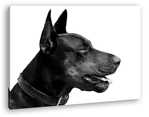 deyoli Portrait eines Dobermannes Format: 120x80 Effekt: Zeichnung als Leinwand, Motiv fertig gerahmt auf Echtholzrahmen, Hochwertiger Digitaldruck mit Rahmen, Kein Poster oder Plakat