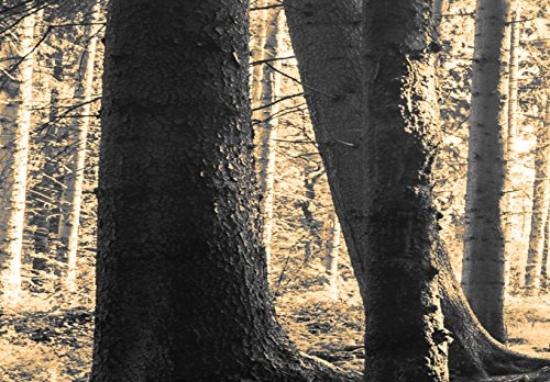 murando - Bilder Wald 172x45 cm Vlies Leinwandbild 1 TLG Kunstdruck modern Wandbilder XXL Wanddekoration Design Wand Bild - Waldlandschaft Natur Panorama Baum c-B-0149-b-c