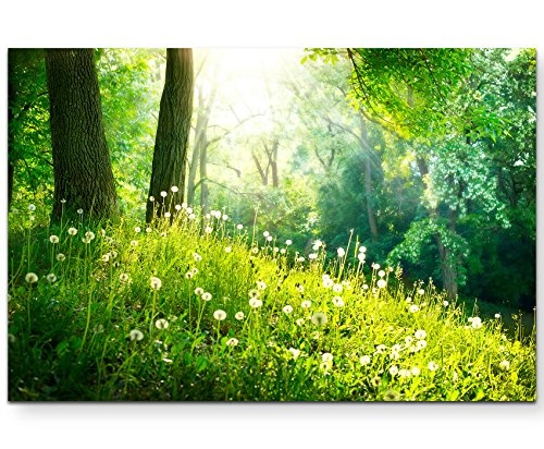 Paul Sinus Art Leinwandbilder | Bilder Leinwand 120x80cm Pusteblumen im Wald
