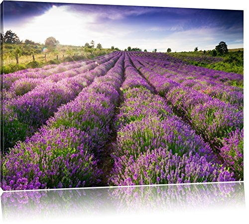 Lavendelfeld Provence Bild auf Leinwand, XXL riesige Bilder fertig gerahmt mit Keilrahmen, Kunstdruck auf Wandbild mit Rahmen, guenstiger als Gemaelde oder Bild, kein Poster oder Plakat, Format:120x80 cm