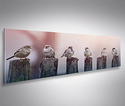 islandburner Bild Bilder auf Leinwand Birds Vögel Spatz auf Holzsteg Panorama XXL Poster Leinwandbild Wandbild Dekoartikel Wohnzimmer Marke