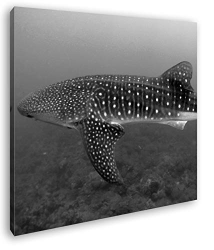 deyoli Walhai im weitem Ozean Format: 40x40 Effekt: Schwarz&Weiß als Leinwandbild, Motiv auf Echtholzrahmen, Hochwertiger Digitaldruck mit Rahmen, Kein Poster oder Plakat