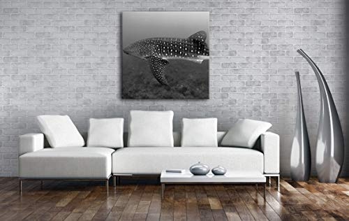 deyoli Walhai im weitem Ozean Format: 40x40 Effekt: Schwarz&Weiß als Leinwandbild, Motiv auf Echtholzrahmen, Hochwertiger Digitaldruck mit Rahmen, Kein Poster oder Plakat