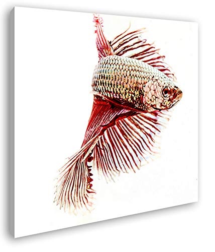 deyoli roter Kampffisch Format: 70x70 Effekt: Zeichnung als Leinwandbild, Motiv auf Echtholzrahmen, Hochwertiger Digitaldruck mit Rahmen, Kein Poster oder Plakat