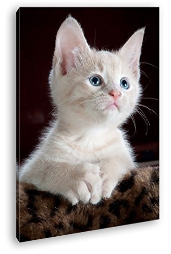 deyoli süßes Kätzchen mit blauen Augen im...
