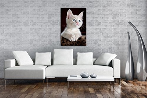 deyoli süßes Kätzchen mit blauen Augen im Format: 120x80 als Leinwandbild, Motiv fertig gerahmt auf Echtholzrahmen, Hochwertiger Digitaldruck mit Rahmen, Kein Poster oder Plakat