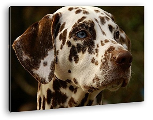 deyoli Dalmatien Hund mit blauen Augen im Format: 120x80 als Leinwandbild, Motiv fertig gerahmt auf Echtholzrahmen, Hochwertiger Digitaldruck mit Rahmen, Kein Poster oder Plakat