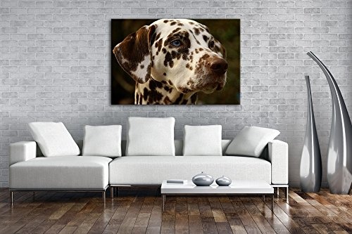 deyoli Dalmatien Hund mit blauen Augen im Format: 120x80...