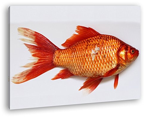 deyoli glänzender Goldfisch im Format: 120x80 als...