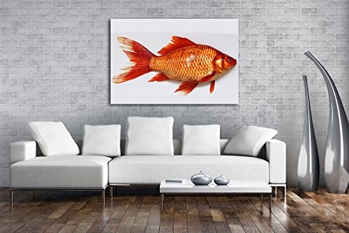 deyoli glänzender Goldfisch im Format: 120x80 als Leinwandbild, Motiv fertig gerahmt auf Echtholzrahmen, Hochwertiger Digitaldruck mit Rahmen, Kein Poster oder Plakat