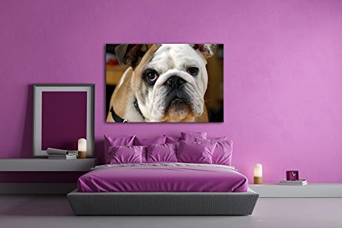deyoli Englische Bulldogge im Format: 120x80 als Leinwandbild, Motiv fertig gerahmt auf Echtholzrahmen, Hochwertiger Digitaldruck mit Rahmen, Kein Poster oder Plakat