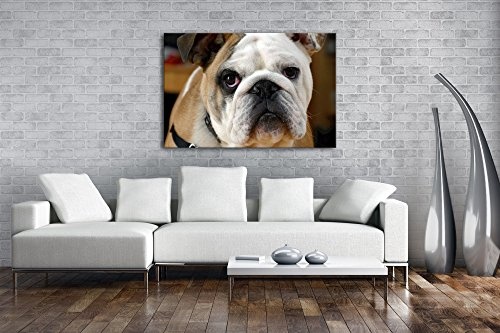 deyoli Englische Bulldogge im Format: 120x80 als Leinwandbild, Motiv fertig gerahmt auf Echtholzrahmen, Hochwertiger Digitaldruck mit Rahmen, Kein Poster oder Plakat