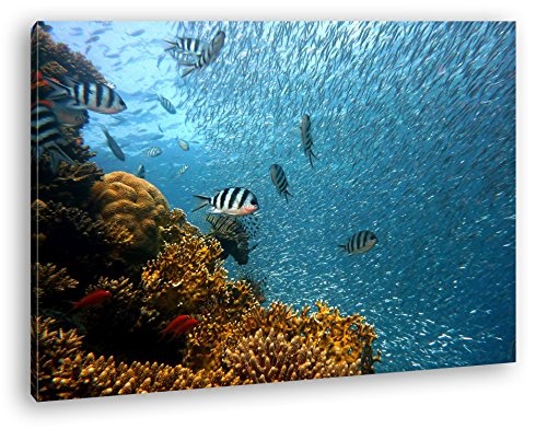 deyoli Fische in Bezaubernder Unterwasserwelt im Format: 120x80 als Leinwandbild, Motiv fertig gerahmt auf Echtholzrahmen, Hochwertiger Digitaldruck mit Rahmen, Kein Poster oder Plakat