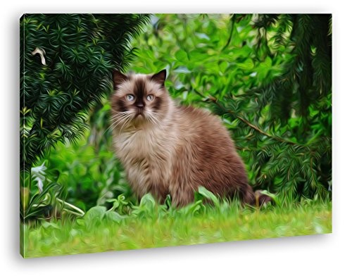 deyoli Britische Kurzhaar Katze Effekt: Zeichnung als Leinwandbild, Motiv fertig gerahmt auf Echtholzrahmen, Hochwertiger Digitaldruck mit Rahmen, Kein Poster oder Plakat (60x40)