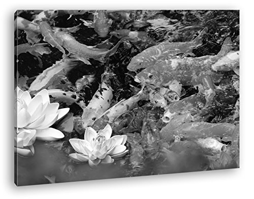 deyoli Teich voller Koi Karpfen Effekt: Schwarz/Weiß Format: 60x40 als Leinwandbild, Motiv fertig gerahmt auf Echtholzrahmen, Hochwertiger Digitaldruck mit Rahmen, Kein Poster oder Plakat