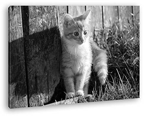 deyoli süße kleine Katze im Sonnenschein Effekt: Schwarz/Weiß Format: 80x60 als Leinwandbild, Motiv fertig gerahmt auf Echtholzrahmen, Hochwertiger Digitaldruck mit Rahmen, Kein Poster oder Plakat