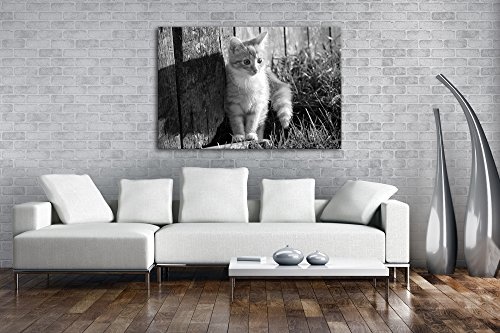 deyoli süße kleine Katze im Sonnenschein Effekt: Schwarz/Weiß Format: 80x60 als Leinwandbild, Motiv fertig gerahmt auf Echtholzrahmen, Hochwertiger Digitaldruck mit Rahmen, Kein Poster oder Plakat