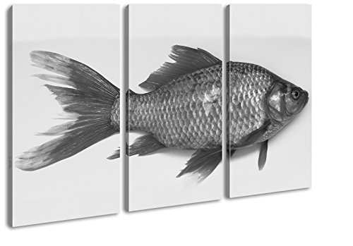 deyoli glänzender Goldfisch Effekt: Schwarz/Weiß Format: 3-teilig 120x80 als Leinwandbild, Motiv fertig gerahmt auf Echtholzrahmen, Hochwertiger Digitaldruck mit Rahmen, Kein Poster oder Plakat