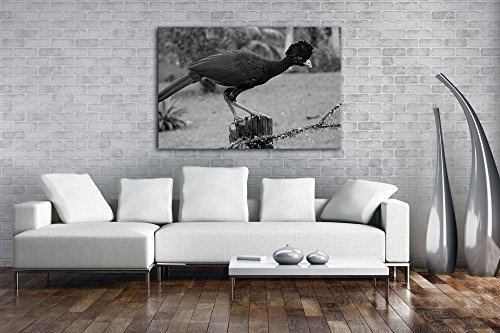 deyoli EIN Curassow Effekt: Schwarz/Weiß Format: 100x70 als Leinwandbild, Motiv fertig gerahmt auf Echtholzrahmen, Hochwertiger Digitaldruck mit Rahmen, Kein Poster oder Plakat