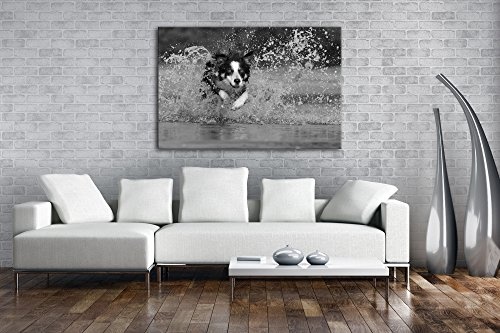 niedlicher Collie springt durchs Wasser Effekt: Schwarz/Weiß Format: 80x60 als Leinwandbild, Motiv fertig gerahmt auf Echtholzrahmen, Hochwertiger Digitaldruck mit Rahmen, Kein Poster oder Plakat