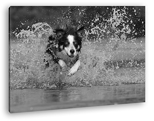 niedlicher Collie springt durchs Wasser Effekt: Schwarz/Weiß Format: 80x60 als Leinwandbild, Motiv fertig gerahmt auf Echtholzrahmen, Hochwertiger Digitaldruck mit Rahmen, Kein Poster oder Plakat