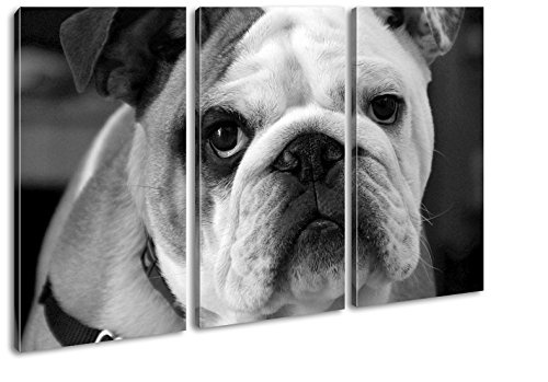 deyoli Englische Bulldogge Effekt: Schwarz/Weiß Format: 3-teilig 120x80 als Leinwandbild, Motiv fertig gerahmt auf Echtholzrahmen, Hochwertiger Digitaldruck mit Rahmen, Kein Poster oder Plakat