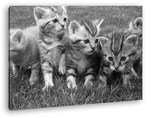 niedliche Katzenbabys auf der Wiese Effekt: Schwarz/Weiß im Format: 120x80 als Leinwandbild, Motiv fertig gerahmt auf Echtholzrahmen, Hochwertiger Digitaldruck mit Rahmen, Kein Poster oder Plakat