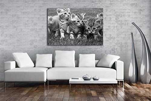 niedliche Katzenbabys auf der Wiese Effekt: Schwarz/Weiß im Format: 120x80 als Leinwandbild, Motiv fertig gerahmt auf Echtholzrahmen, Hochwertiger Digitaldruck mit Rahmen, Kein Poster oder Plakat