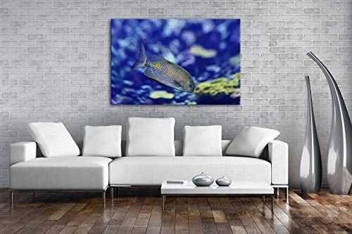 deyoli Kleiner Gepunkteter Fisch im Meer Effekt: Zeichnung Format: 100x70 als Leinwandbild, Motiv fertig gerahmt auf Echtholzrahmen, Hochwertiger Digitaldruck mit Rahmen, Kein Poster oder Plakat
