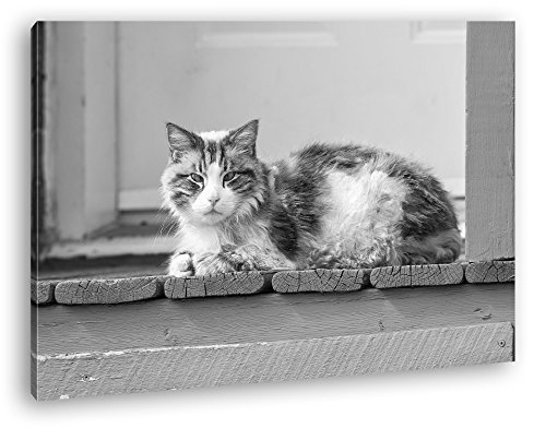 deyoli süße Katze Effekt: Schwarz/Weiß Format: 100x70 als Leinwandbild, Motiv fertig gerahmt auf Echtholzrahmen, Hochwertiger Digitaldruck mit Rahmen, Kein Poster oder Plakat